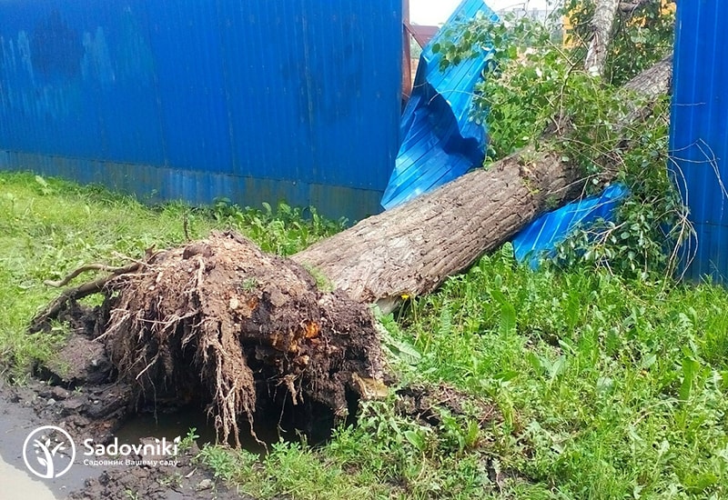 Удаление деревьев и пней Sadovniki.kz